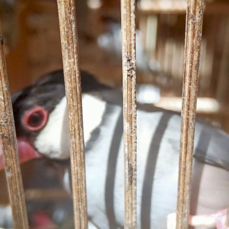 Krisis Songbird akibat perdagangan di Indonesia